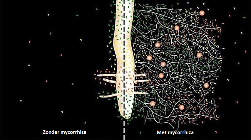 Mycorrhiza